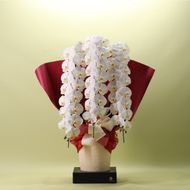 959.フォアスPREMIUM 胡蝶蘭 3本立ち48輪以上 白 (A959-2) 