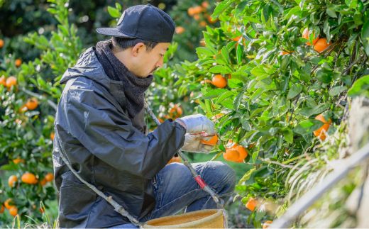 1026．鳴川農園nalu juice 有田みかんジュース250ml×6本(A1026-2)