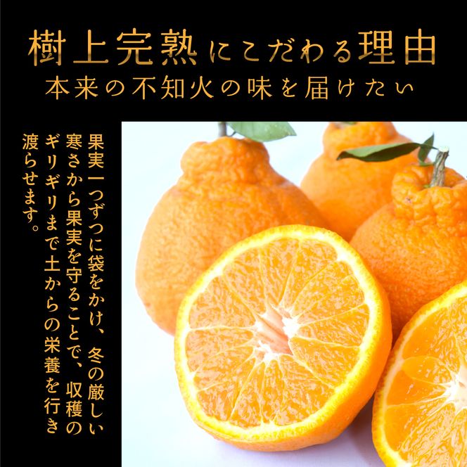 【先行予約】【数量わずか】樹上完熟しらぬい（不知火） 5個~8個 秀品 2026年2月下旬～2026年4月中旬頃に順次発送予定（お届け日指定不可）/ 和歌山 みかん しらぬい 不知火 フルーツ 柑橘 