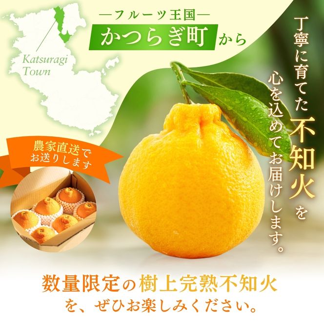 【先行予約】【数量わずか】樹上完熟しらぬい（不知火） 約2kg(6個) 秀品 2026年2月下旬～2026年4月中旬頃に順次発送予定（お届け日指定不可）/  みかん 不知火 フルーツ 【kgr005】