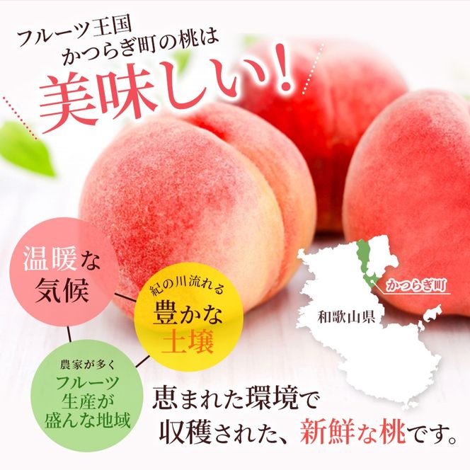 【予約受付】桃の王様 白鳳 <特秀品> うれしい食べきり容量 3玉 【2026年6月末頃～2026年7月末頃に順次発送予定】（お届け日指定不可）/ 桃 もも 白鳳 フルーツ 果物 くだもの 【kgr010】