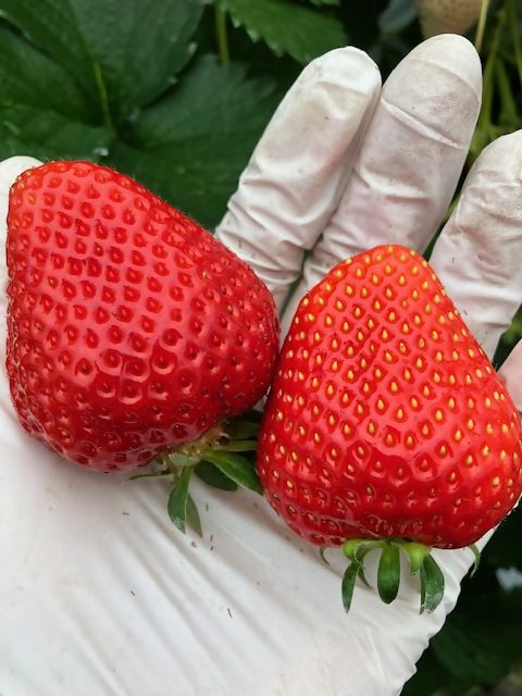 【先行予約】【2026年1月中旬より順次発送】福岡県産　苺　よつぼし　250g×4パック【ナチュレッシュ・ファーム・ジェイピー】_HA1387