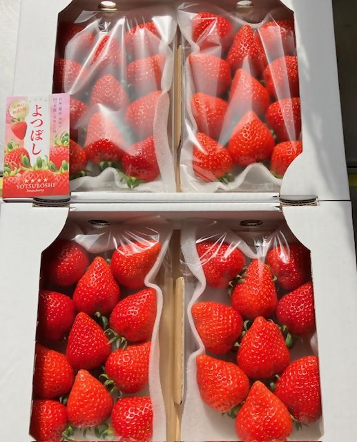 【先行予約】【2026年1月中旬より順次発送】福岡県産　苺　よつぼし　250g×4パック【ナチュレッシュ・ファーム・ジェイピー】_HA1387