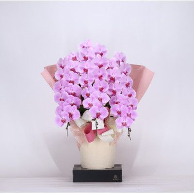 ya̎RLcsz1031.tHAXPREMIUMӒ3{39ֈȏ sN (A1031-2)
