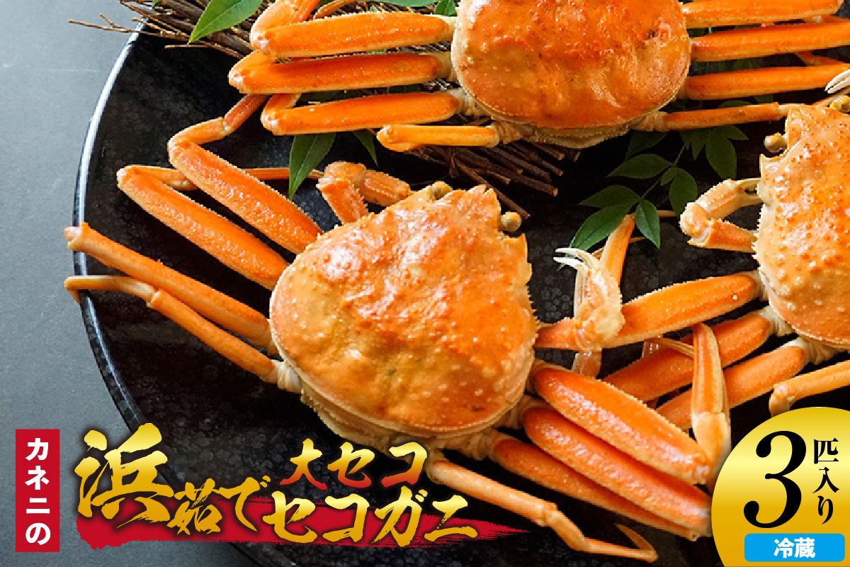 [先行予約][カネニの浜茹でセコガニ 大セコ 3匹入]令和7年11月以降、水揚げ次第順次発送予定 冷蔵 濃厚なカニ味噌 内子 外子 絶品 浜茹で 産地直送 鮮度抜群 香美 香住 柴山 06-19