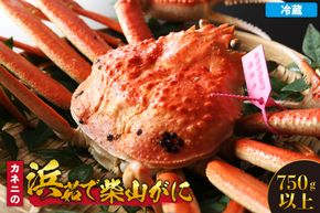 カネニの浜茹で柴山がに 750g以上 冷蔵【令和8年11月中旬以降発送予定】 国産 高級 ふるさと納税 かにすき 焼きガニ カニ ボイル ふるさと納税 おすすめ 返礼品 兵庫県 香美町 香住 柴山 カネニ 06-20