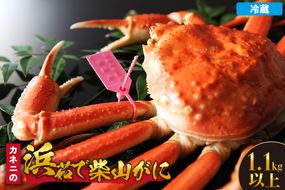 【先行予約】【カネニの浜茹で柴山がに 1.1kg以上】令和7年11月中旬以降、水揚げ次第順次発送予定 冷蔵 高級 かにすき 焼きガニ カニ ボイル 兵庫県 香美町 香住 柴山 カネニ 06-22