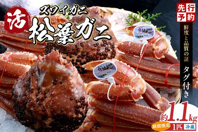 【先行予約】【松葉ガニ 香住産 タグ付き 活 生 松葉がに 約1.1kg 数量限定 冷蔵】令和7年11月中旬以降順次発送 12月～1月中旬は発送不可 かに 兵庫県 香美町  日本海フーズ  07-06
