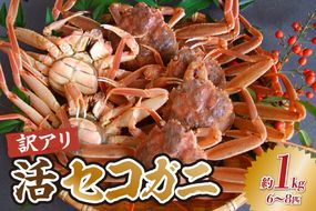 【先行予約】【兵庫県香住産 訳あり活セコガニ１ｋｇ 冷蔵】令和７年11月より配送予定 カニの本場兵庫県香美町 香住漁港 せこがに かに 蟹 セコ 訳あり国産 刺身 しゃぶしゃぶ 焼きガニ 鍋 カニ鍋 