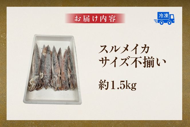 【スルメイカ たっぷり約1.5kgサイズ不揃い（冷凍）】ご入金確認後、水揚げ次第順次発送予定 バラ凍結 産地直送 鮮度抜群 大人気 ふるさと納税 香美町 香住 送料無料 イカ 74-18
