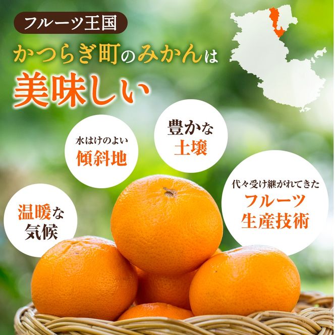 【先行予約】希少種みかん はれひめ 秀品 約5kg (25個～30個) ※2025年12月中旬～2026年2月初旬頃に順次発送予定（お届け日指定不可）/ 和歌山 みかん ミカン はれひめ フルーツ 