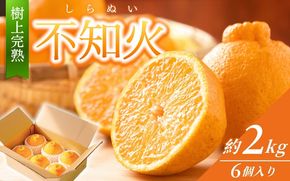 【先行予約】【数量わずか】樹上完熟しらぬい（不知火） 約2kg(6個) 秀品 2026年2月下旬～2026年4月中旬頃に順次発送予定（お届け日指定不可）/  みかん 不知火 フルーツ 【kgr005】