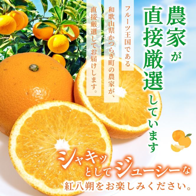 【先行予約】あふれる果汁！ 希少な紅はっさく 秀品 5kg L～２L ※2027年2月～2027年3月中旬頃に順次発送予定（お届け日指定不可） 　/ ハッサク 八朔 紅八朔 紅はっさく フルーツ 柑橘 蜜柑 果物 くだもの【kgr006A】