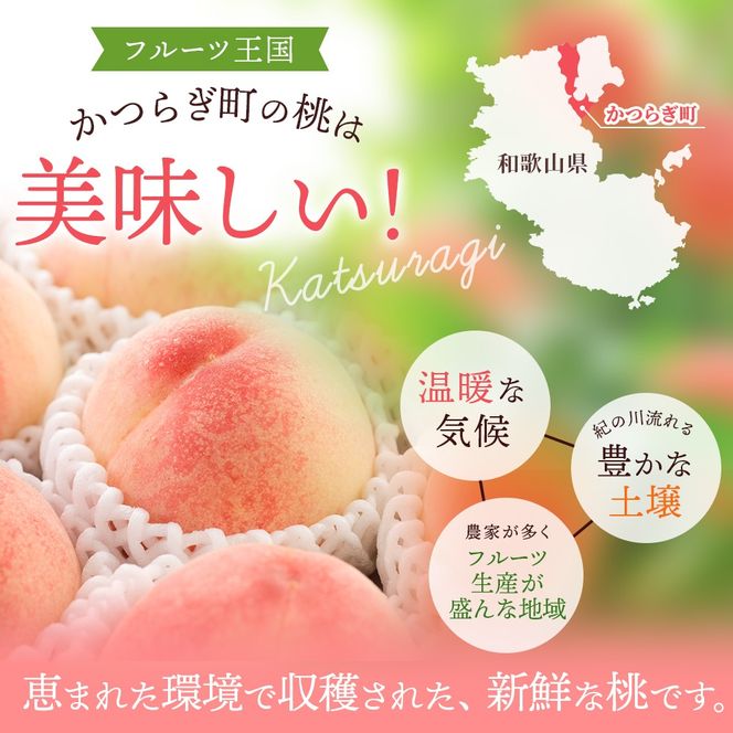 【予約受付】こだわり農家厳選 川中島白桃 和歌山産の桃 <大玉特秀品> 嬉しい食べきり容量 3玉 【2026年7月末頃～2026年8月末頃に順次発送予定】（お届け日指定不可）/ 桃 もも 川中島 白桃 フルーツ 果物 くだもの 【kgr012】