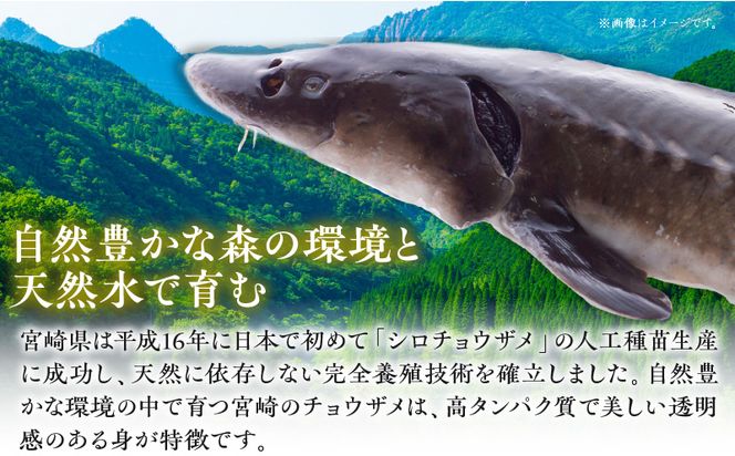 宮崎県産チョウザメの切り身70g×8パックセット_M133-003