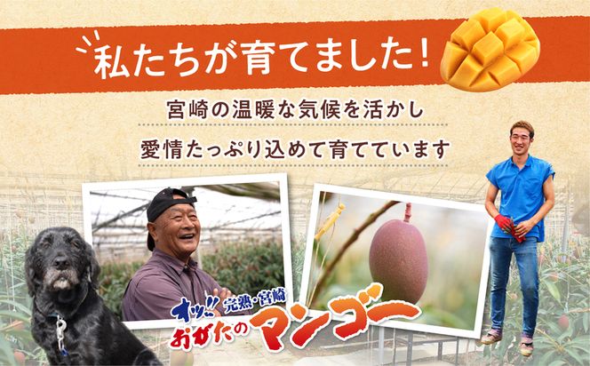 【期間・数量限定】おがたのマンゴー　完熟宮崎マンゴー 1kg以上保証　4Lサイズ（510～649g）×2個セット_M161-006_01