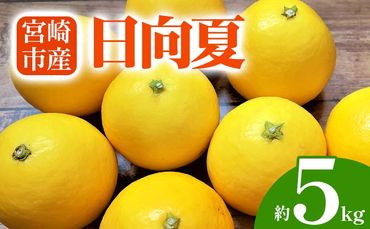 期間限定 数量限定 宮崎を代表する春の柑橘!宮崎市産 日向夏 約5kg_M184-009