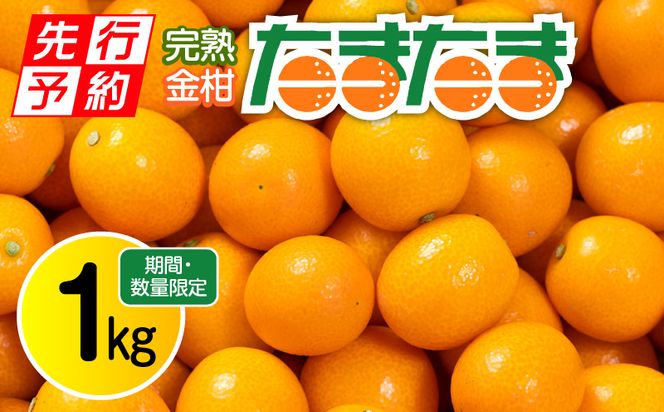 《2025年発送先行予約》【期間・数量限定】完熟金柑たまたま 約1kg_M184-014