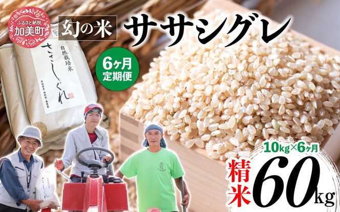 【 6回 定期便 】ササシグレ 精米 10kg × 6回 （ 合計 60kg ）