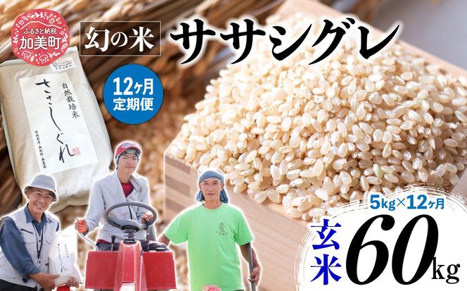 《 先行予約 》 【 12回 定期便 】ササシグレ 玄米 5kg × 12回 （ 合計 60kg ）