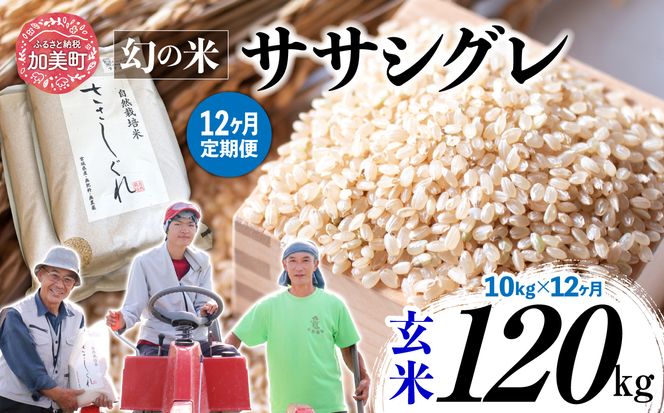 【 12回 定期便 】ササシグレ 玄米 10kg × 12回 （ 合計 120kg ）