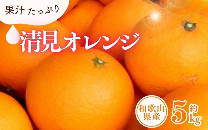 清見オレンジ約5kg/果実サイズおまかせ ※2025年2月中旬～2025年4月下旬頃に発送予定　紀伊国屋文左衛門本舗【ntbt400A】