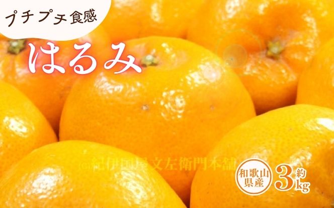 はるみ 約3kg/サイズおまかせ　※2025年1月下旬～2025年3月中旬頃に順次発送予定(お届け日指定不可)　紀伊国屋文左衛門本舗　【ntbt461B】