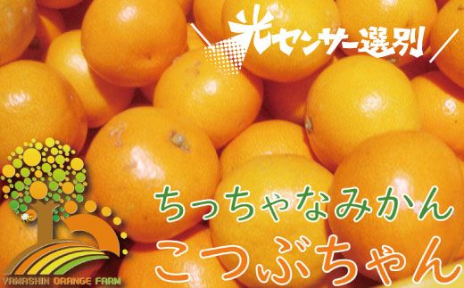 ＼光センサー選別/ちっちゃな有田みかんこつぶみかん約10kg (3S〜Sサイズ混合)有機質肥料100% 先行予約 みかん 温州みかん ミカン 小粒[nuk153A]