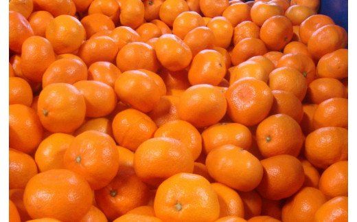 【2026年1月発送予約分】＼光センサー選別／農家直送 こだわりの有田みかん 約2kg【ご家庭用】※北海道・沖縄・離島配送不可【nuk159-01】