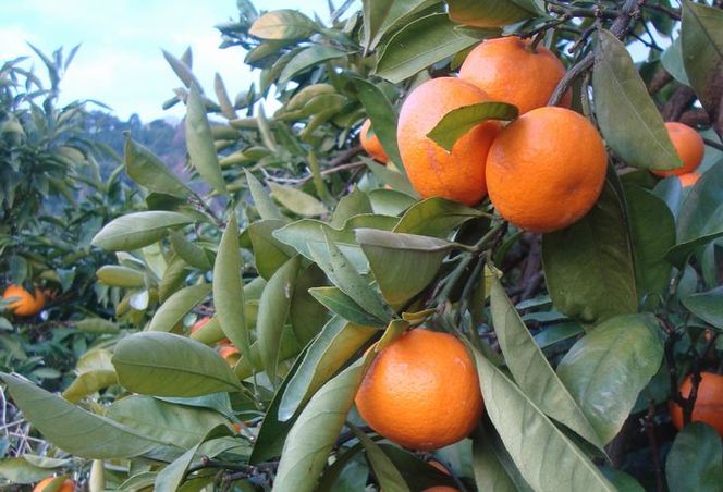 【農家直送】有田みかん 約7.5kg 大玉3L以上 有機質肥料100% ※2025年12月初旬～1月中旬頃に順次発送(お届け日指定不可)/みかん ミカン 温州みかん 柑橘 有田 和歌山 産地直送【nuk158C】