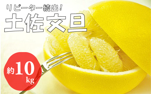 ymzmzys\t 2026NzXƂ̓yU(10kg/16`23) @t[c ʕ VN Y k