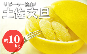 【2026年発送】土佐文旦（約10kg/16～23玉）　フルーツ 果物 新鮮 産直