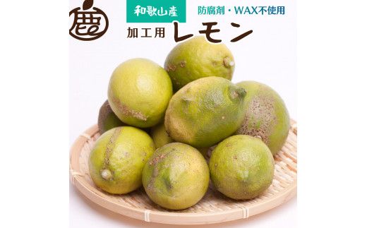 ＜先行予約＞加工用　黒潮レモン5kg+150g（傷み補償分）【和歌山有田産】【防腐剤・WAX不使用、安心の国産レモン】【わけあり・訳ありレモン】【果汁用】 【ikd035B】