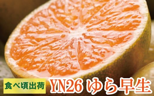 家庭用 極早生有田みかん7.5kg+225g(傷み補償分)[YN26・ゆら早生][わけあり・訳あり][9月中旬より順次発送予定][ikd017-2B]