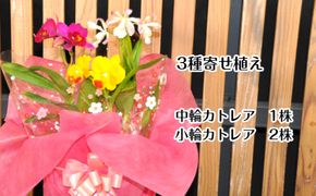 898.ミニ・ミディカトレア3種寄せ植え（A898-1）