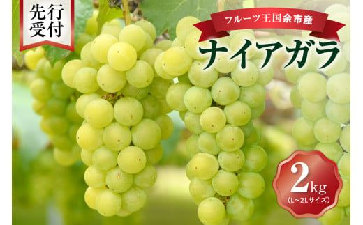 【先行予約：2026年9月中旬以降発送】フルーツ王国余市産「ナイアガラ」2kg【ニトリ観光果樹園】_Y074-0125