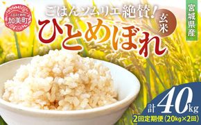 【2回定期便】 玄米 令和6年産 宮城県加美町産ひとめぼれ 計40kg (10kg×2袋)×2回 [菅原商店 宮城県 加美町 ]  | sg00002-r601-20kg-2