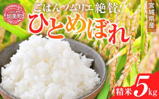 精米 令和6年産 宮城県産ひとめぼれ 5kg [菅原商店 宮城県 加美町 ] | sg00001-r601-5kg