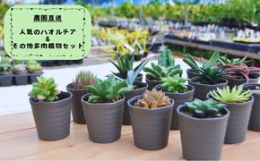944.人気のハオルチア＆その他の多肉植物詰め合わせ（A944-2）