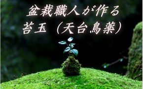 盆栽職人が作る苔玉(天台烏薬) / ギフト 徐福 伝説 自然 天然 新宮 【mtt001】