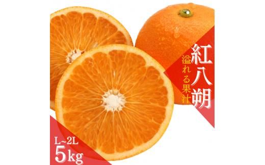 [先行予約][数量わずか]あふれる果汁! 希少な紅はっさく 秀品 5kg L〜2L 2025年1月初旬〜2025年3月末頃に順次発送予定(お届け日指定不可)/ ハッサク 八朔 紅八朔 紅はっさく フル[kgr006]