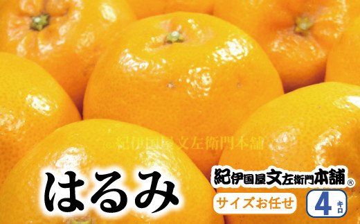 はるみ 約4kg/サイズおまかせ ※2024年1月下旬～2024年3月中旬頃に順次