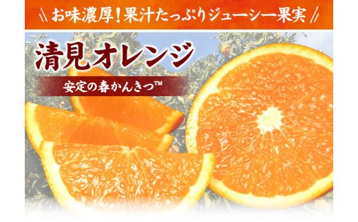 清見オレンジ約5kg/果実サイズおまかせ※2023年2月中旬〜4月下旬頃に発送予定 紀伊国屋文左衛門本舗[ntbt400]