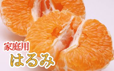 ＜先行予約＞家庭用はるみ1.5kg+45g（傷み補償分）【デコポンの姉妹品種・新食感春みかん】【光センサー選別】【わけあり・訳あり】【ikd142】