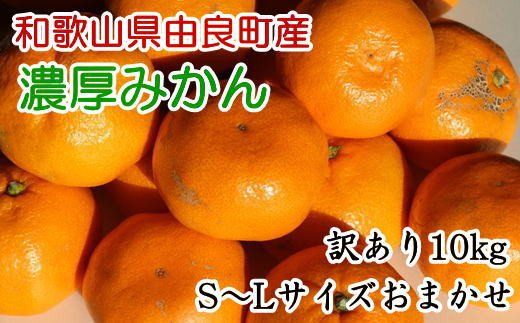 【訳あり・ご家庭用】和歌山由良町産のみかん約10kg（サイズおまかせ）※2025年11月下旬～2025年12月下旬頃に発送予定（お届け日指定不可）【tec878B】