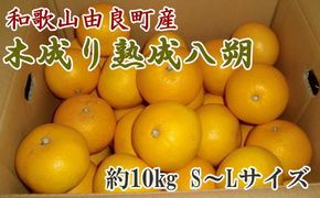 【産直】和歌山由良町産の木成り熟成八朔約10kg（S～Lサイズをお届け）※2024年3月中旬～4月下旬頃に発送予定（お届け日指定不可）【tec875A】