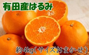 【厳選・濃厚】紀州有田産のはるみ約4kg(2L～3Lサイズおまかせ) ※2025年1月下旬～2025年2月中旬頃より順次発送  [tec820A]