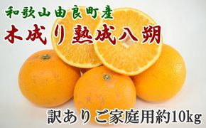 【産直】和歌山由良町産の木成り熟成八朔訳ありご家庭用約10kg（サイズ混合）※2025年3月中旬～2025年4月下旬頃に順次発送予定（お届け日指定不可）【tec916A】