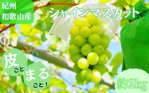 紀州和歌山産 シャインマスカット 約2kg ※2025年8月下旬頃～9月上旬頃に順次発送 ※日付指定不可 ぶどう ブドウ 葡萄 マスカット 果物 くだもの フルーツ 人気 旬の果物【uot798】