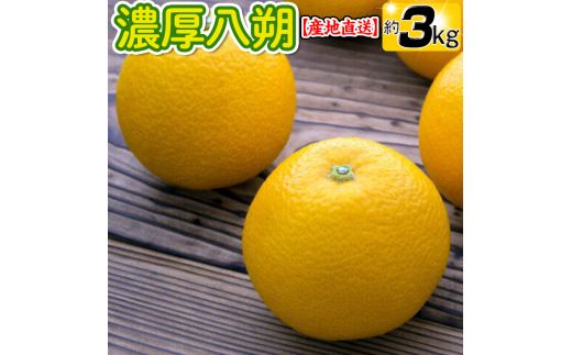 【先行予約】【産地直送】濃厚八朔（ご家庭用）約3kg｜はっさく 柑橘 サイズおまかせ 期間限定 ※着日指定不可 ※2025年2月中旬～3月下旬頃に順次発送予定【ard168A】